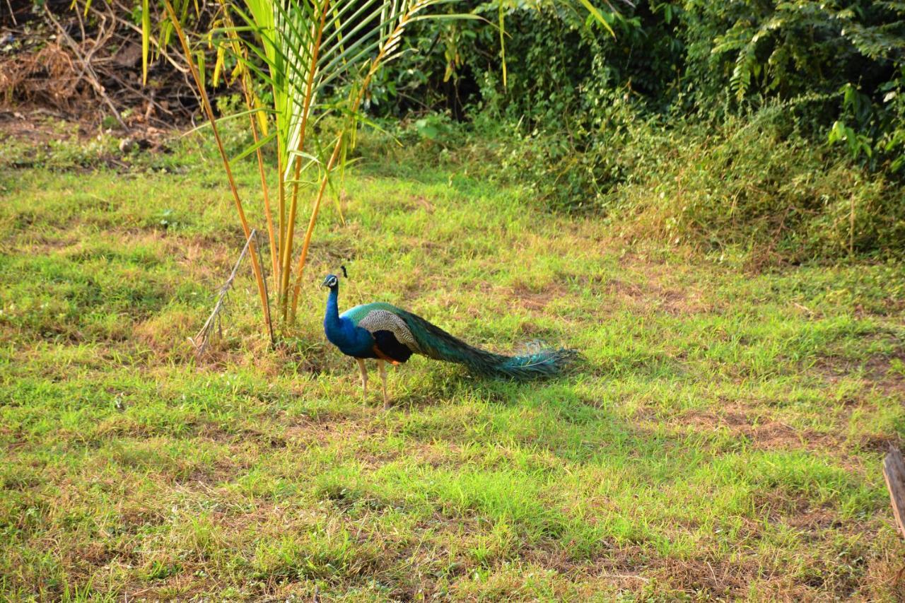 Ashansa Lagoon Resort Tangalle Zewnętrze zdjęcie